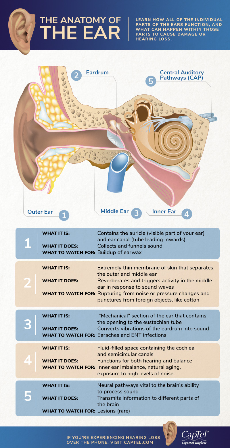 what are the three parts of the ear