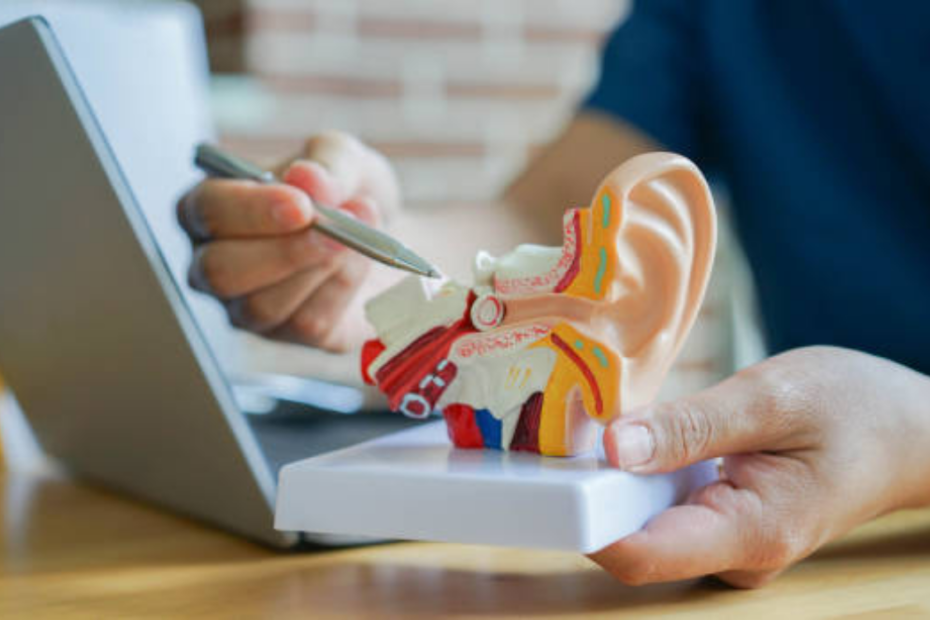 A cross-section model of the ear held during a consultation about the signs of hearing loss