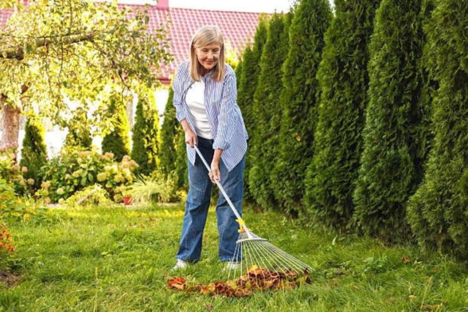 Older woman raking fallen leaves in a green backyard on a sunny autumn afternoon